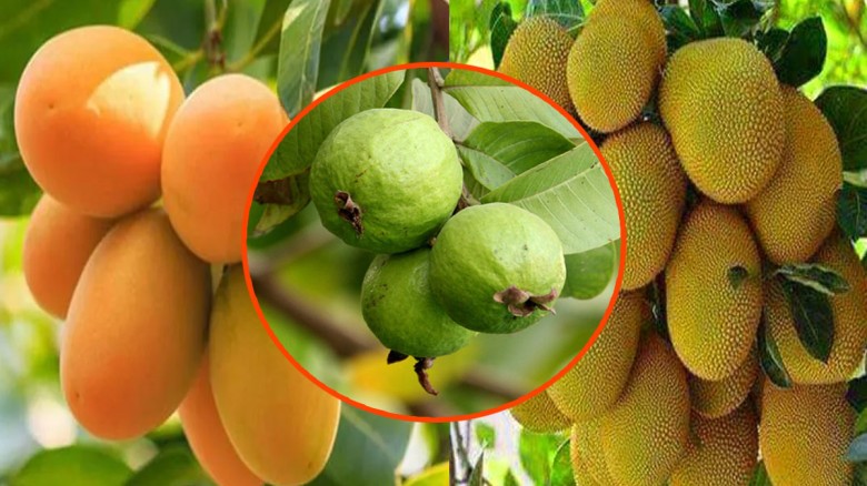 বাংলাদেশ থেকে আম, কাঁঠাল ও পেয়ারা নেবে চীন...