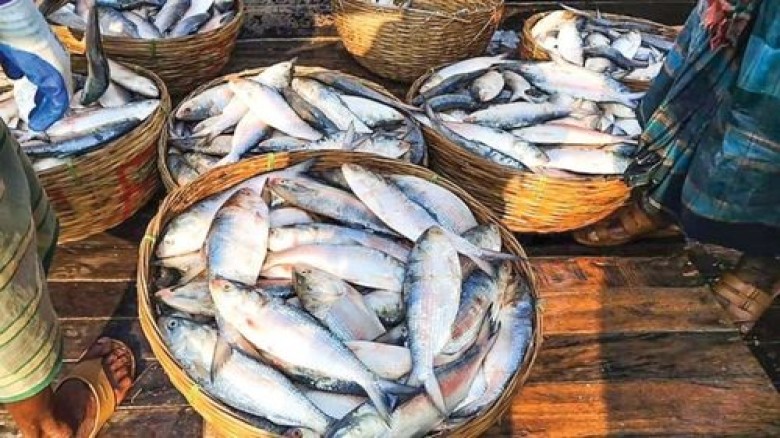 এবার অর্ধেক দামে ইলিশ যাচ্ছে ভারতে...